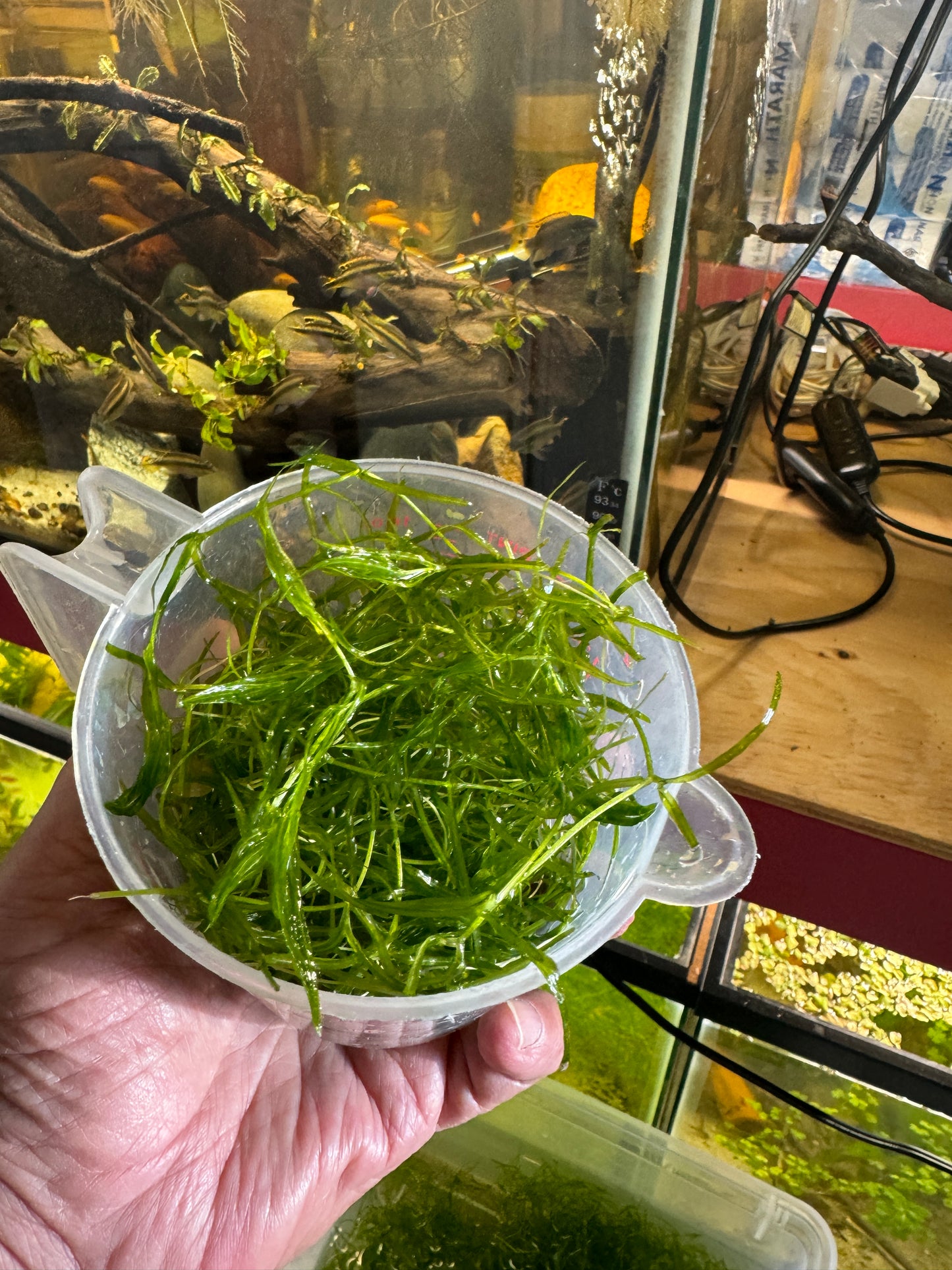 Guppy Grass (Najas guadalupensis) showing a one full measuring cup portion