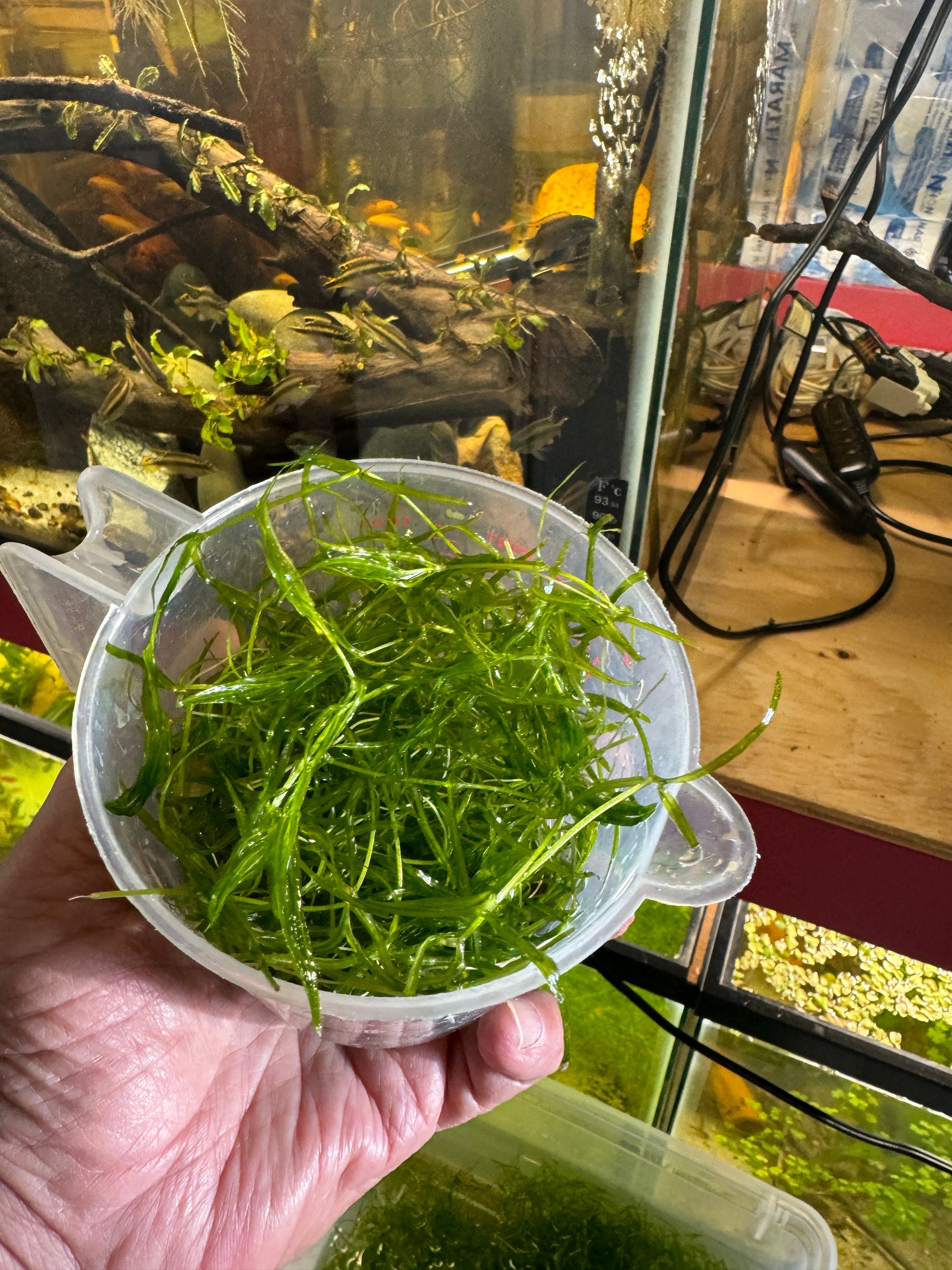 Guppy Grass (Najas guadalupensis) showing a one full measuring cup portion