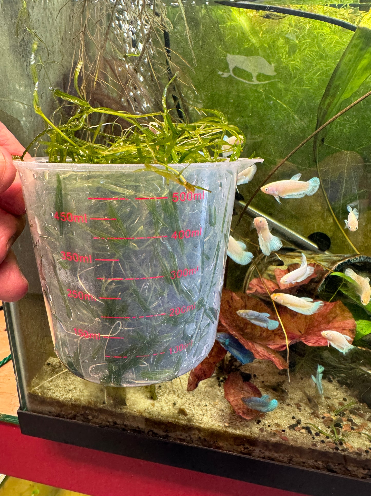 Guppy Grass (Najas guadalupensis) showing a one full measuring cup portion
