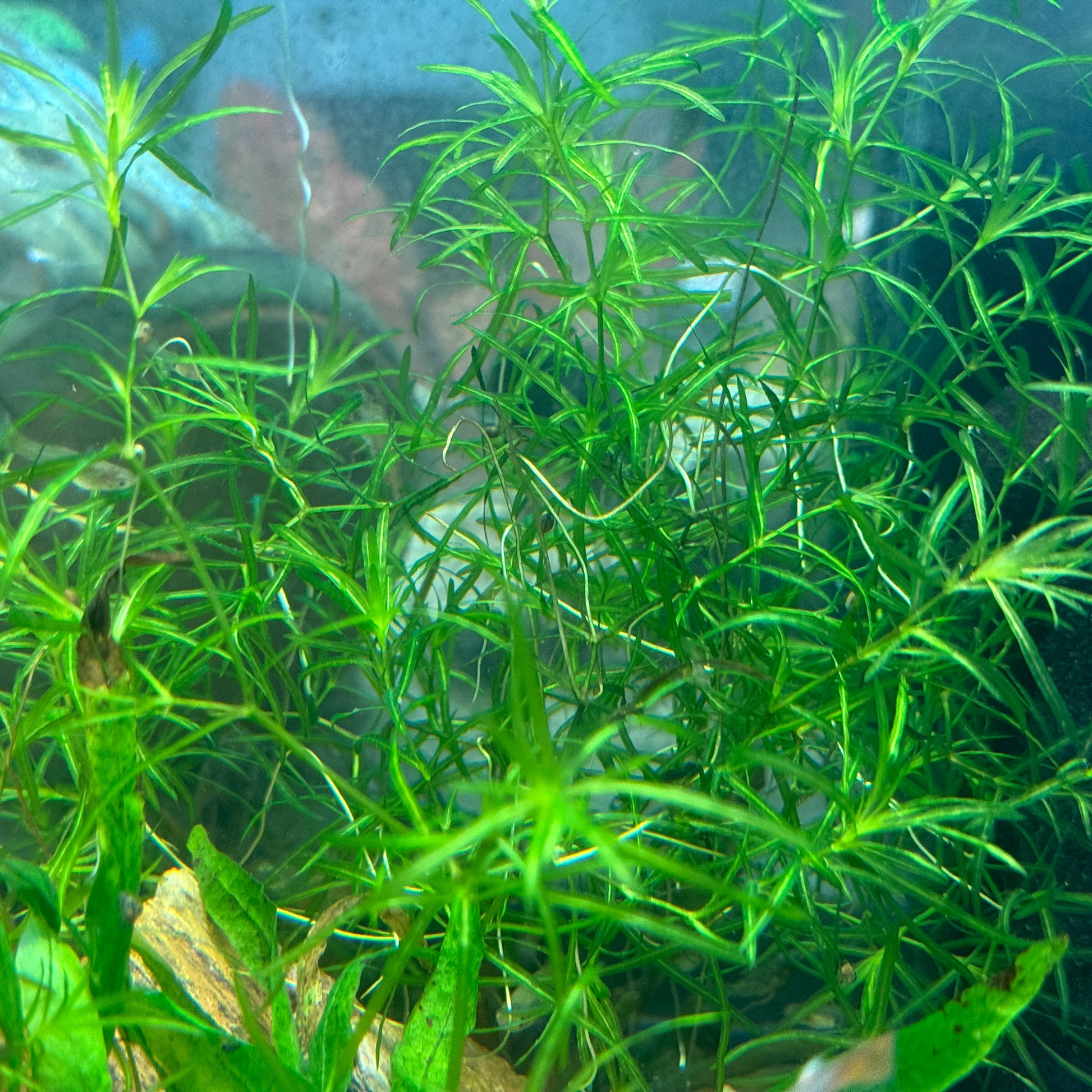 Guppy Grass (Najas guadalupensis)  showing leaves and stems under water