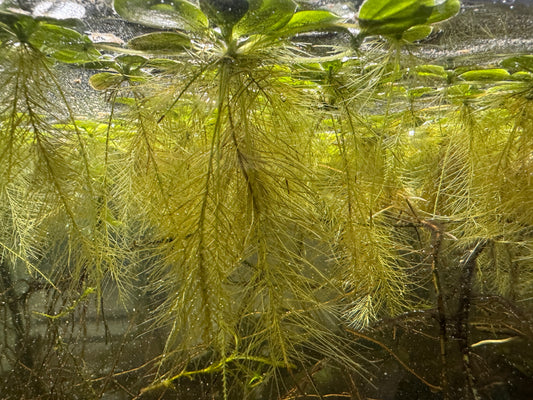 Dwarf Water Lettuce - 5 Floating Plants