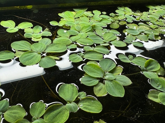 dwarf water lettuce aquaric floating plant rosettes on water showing leaves from above